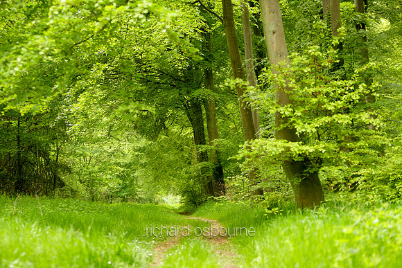 V1N14 Beech Trees, Thetford Forest