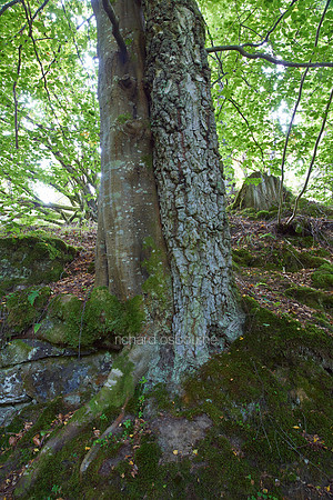 V8F28  Conjoined Trees, Birks of Aberfeldy, Perthshire, Scotland, UK