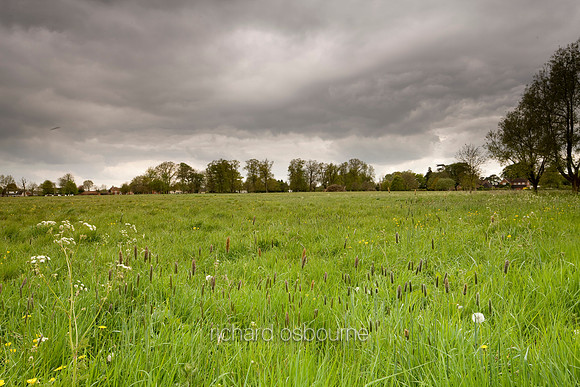 V4N30 New Buckenham Common