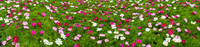 P5L59  Pink and White Cosmos Flowers