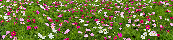 P5L59  Pink and White Cosmos Flowers