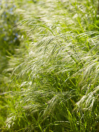V8D8  Grasses, Norfolk, UK