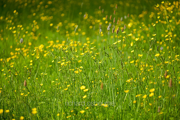 V19W2  Buttercups and Wildflowers