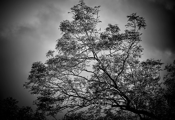 V15MF1  Ash Tree