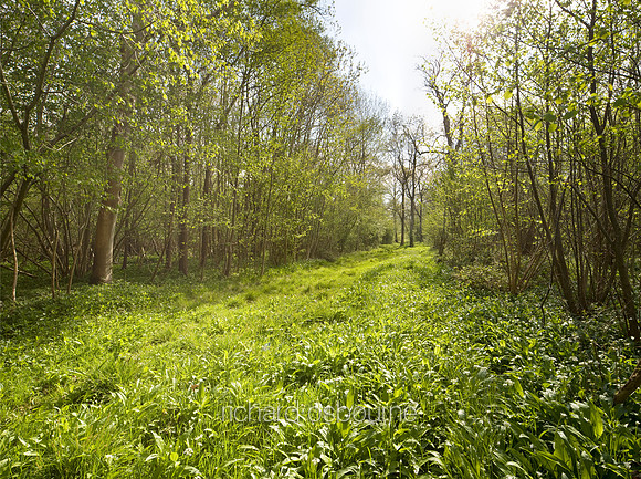 V4N27 Lower Wood Ashwellthorpe, Norfolk