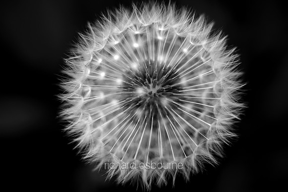V5MD3  Dandelion Clock