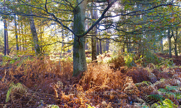 V7F45  Autumn, Thetford Forest, Norfolk, UK