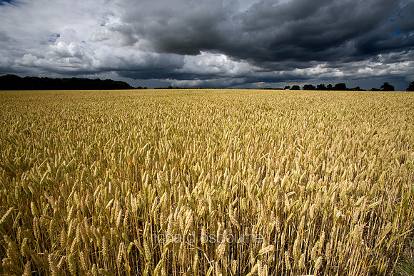 V3L28 Wheat Field