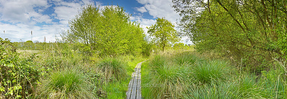 P3L36  NWT Alderfen Broad, Norfolk, UK