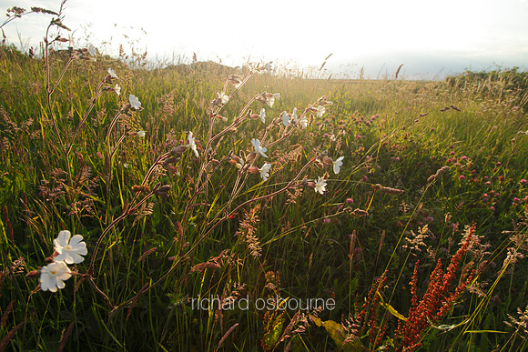 V5N33  Wildflowers, NWT Cley Marshes, Norfolk, UK
