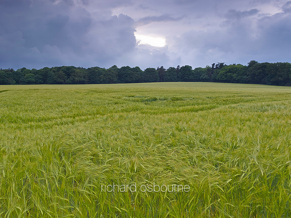 V8N39  Barley Field and Storm, Norfolk, UK