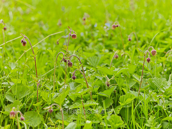 V8W15  Water Avens, NWT Wayland Wood, Norfolk, UK