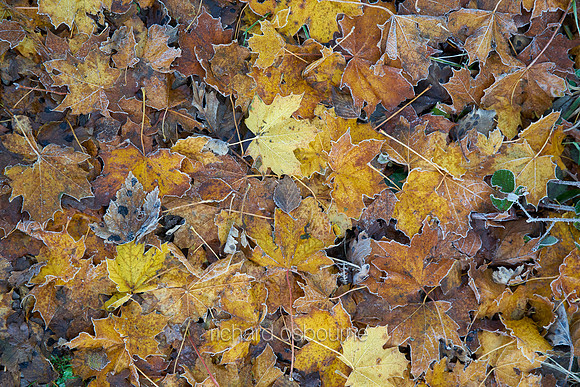 V8BG23  Frosty Leaves