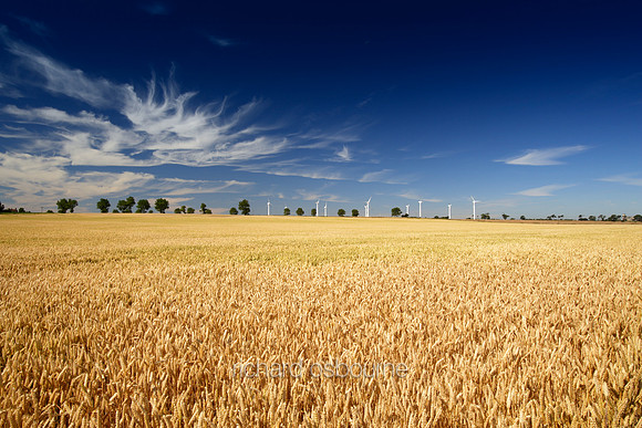 V1L7 Wheat Field & Wind Farm, High Summer