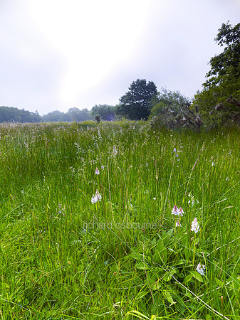 V6N10  Orchids, Buxton Common, Norfolk, UK