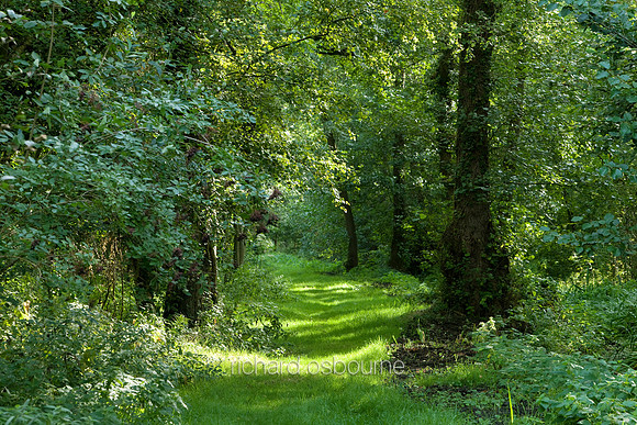 Upton Broad and Marshes, Norfolk Broads, UK