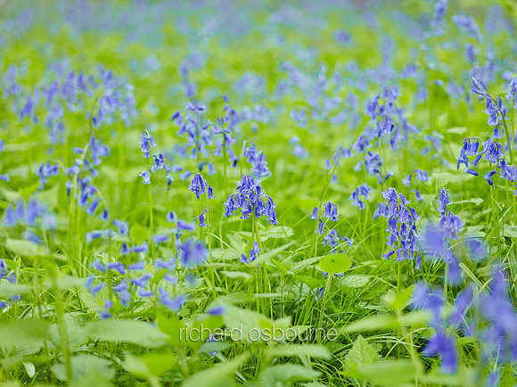 NWT Wayland Wood, Norfolk, UK