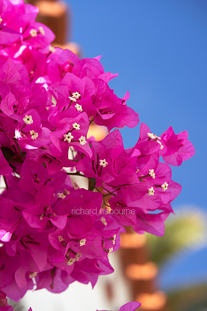 V18FL3  Bougainvillea, Tenerife, Spain