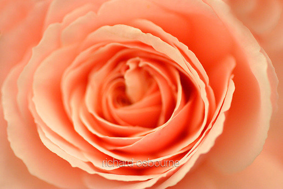L1F8  Begonia