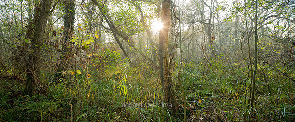 P3F3  Winter, Upton Broad and Marshes, Norfolk, UK