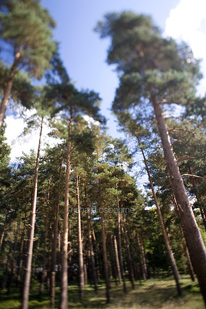 V2MT23 Scots Pines III