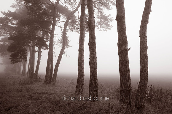 V3F11 Scots Pines