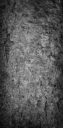 V15DM4  Sycamore Tree Bark