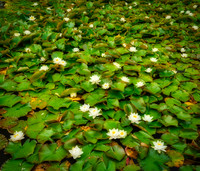 V20W1  White Waterlilies, Silent Valley, County Down, Northern Ireland