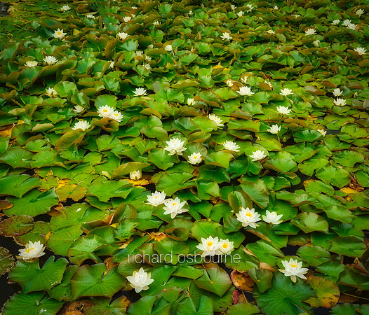V20W1  White Waterlilies, Silent Valley, County Down, Northern Ireland