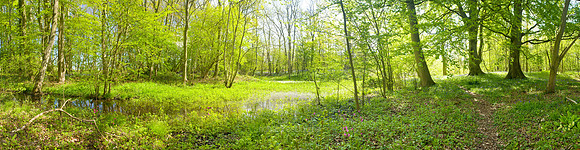 P2F2 Thursford Wood IV, Norfolk