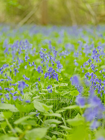 NWT Wayland Wood, Norfolk, UK