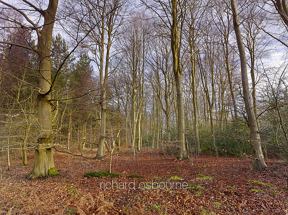 V8N4  NWT Bretts Wood, Norfolk, UK