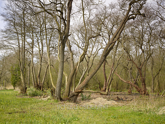 Spring, NWT Upton Broad and Marshes, Norfolk Broads, UK
