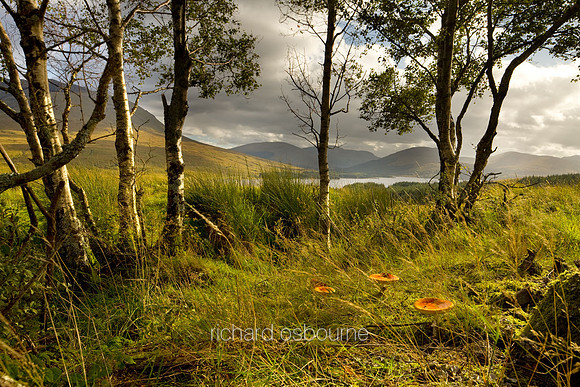Fairy Glade, Black Mount