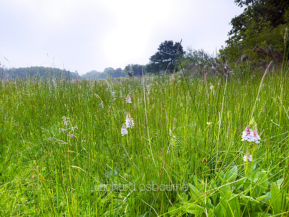 V6N9  Orchids, Buxton Common, Norfolk, UK
