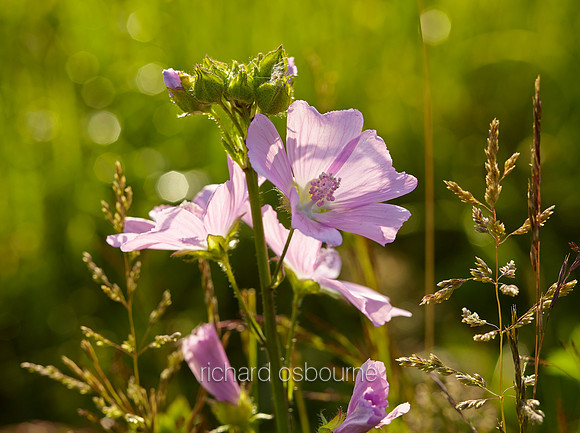 V8W49  Musk Mallow