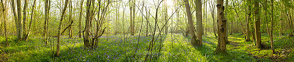 P1F19 - Waresley Woods, Cambridgeshire