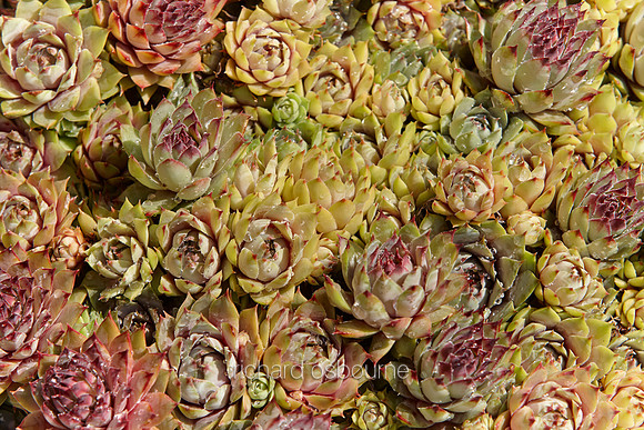 V8D35  House Leeks