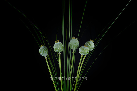 V8FL16  Opium Poppy Seed Pods