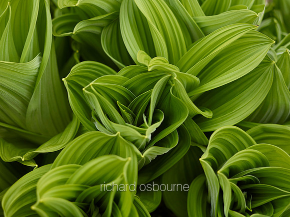 V8D27  Hostas, Pembrokeshire, Wales, UK