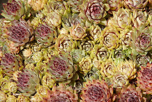 V8BG21  House Leeks
