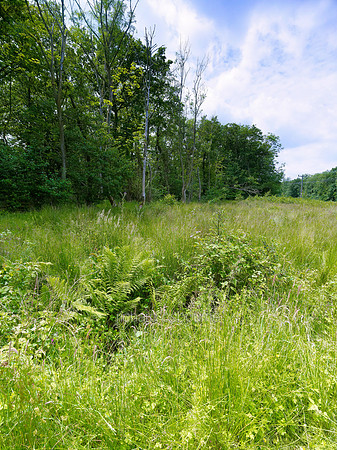 V6N18  Booton Common, Norfolk, UK
