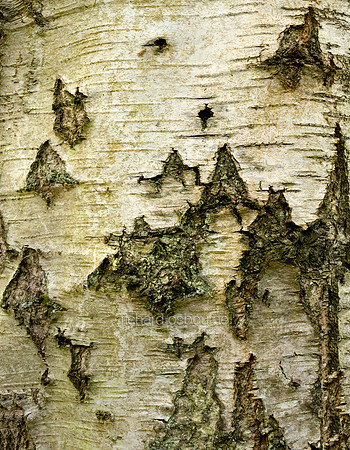 V8BG8  Silver Birch Bark