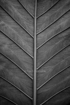 V2DM12 - Palm Leaf