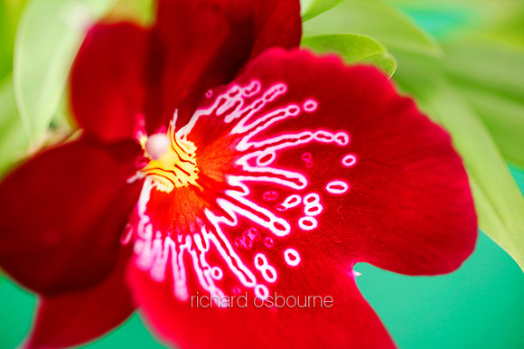 V1F8  Orchid