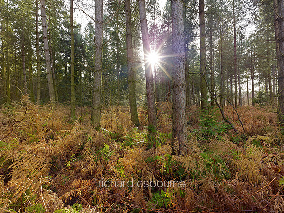 V8N20  NWT Bretts Wood, Norfolk, UK