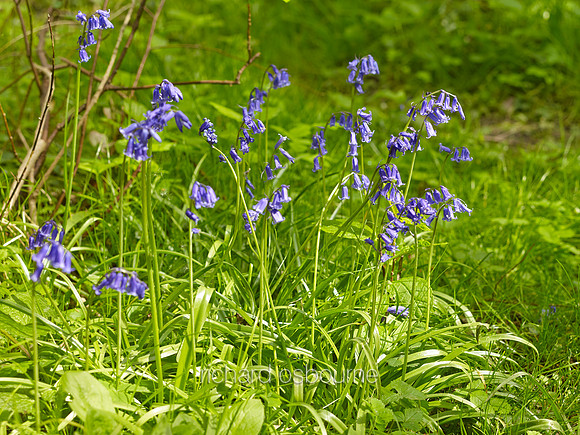 NWT Wayland Wood, Norfolk, UK