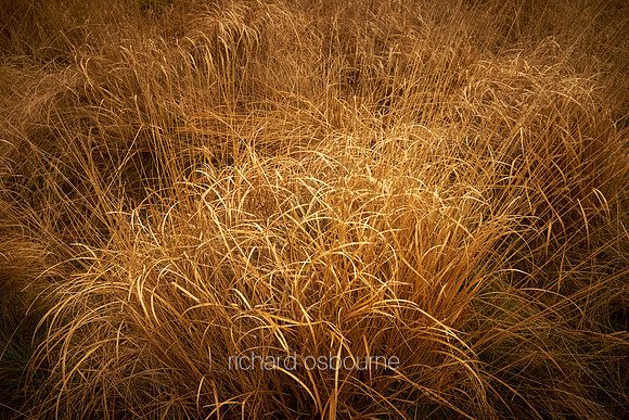 V8D37  Grasses, Winter, Blackstone Edge, Rochdale, UK