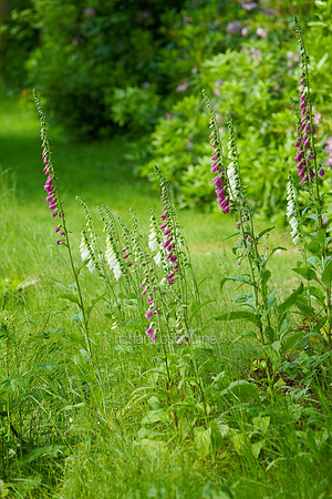 V6W9  Foxgloves