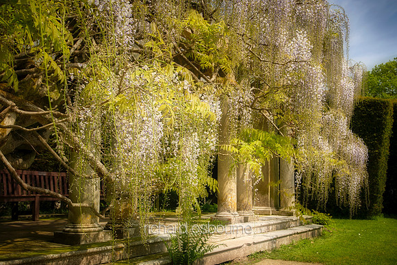 V19G7  Wisteria, Exbury Gardens, New Forest, Hampshire, UK
